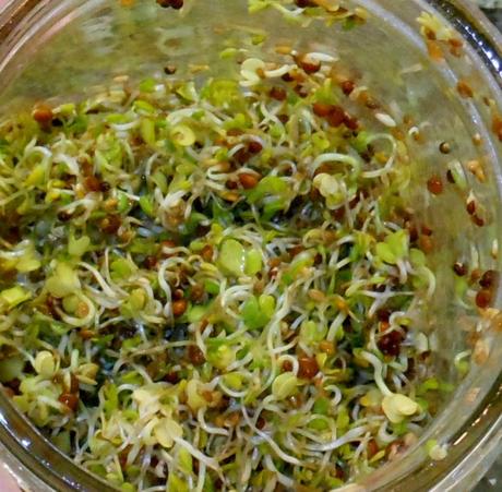 On Wednesday evening, I could tell that my sprouts were just about ready.  I continued to rinse morning and night to keep my sprouts from dying or drying out.