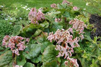 Bergenia ciliata (19/04/2014, Kew Gardens, London)