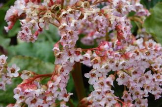 Bergenia ciliata Flower (19/04/2014, Kew Gardens, London)