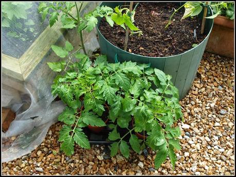 Cucumbers - thriving or surviving?