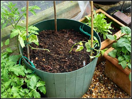 Cucumbers - thriving or surviving?