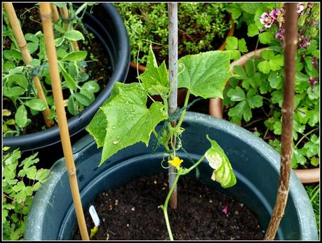 Cucumbers - thriving or surviving?