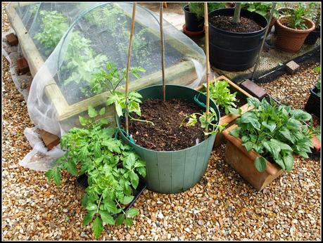 Cucumbers - thriving or surviving?