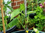 Cucumbers Thriving Surviving?