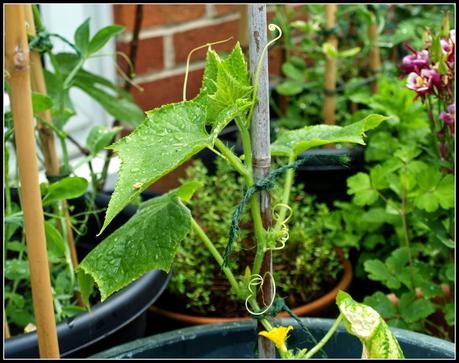 Cucumbers - thriving or surviving?