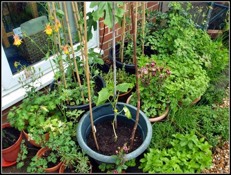Cucumbers - thriving or surviving?