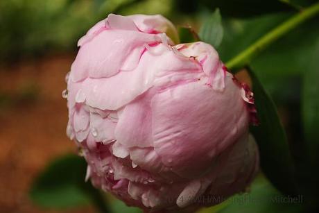 Paeonia lactiflora 'Sarah Bernhardt.'