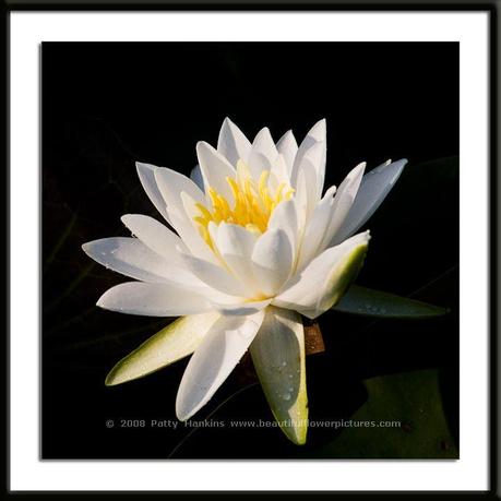 Water Lily