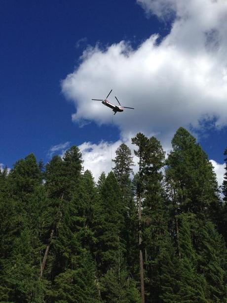 Nesting Eagles Harassed with Helicopter Logging