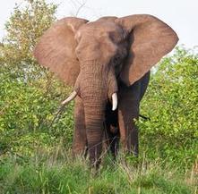 Elephant poached in Kruger National Park for the first time in 10 years