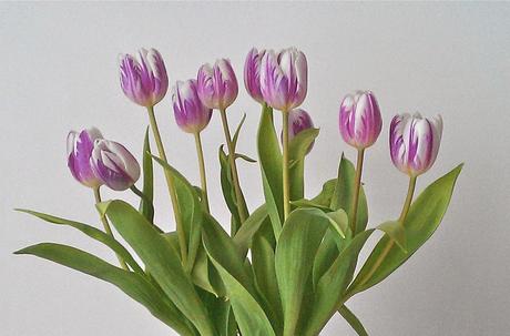 Tulips, my favorite flowers