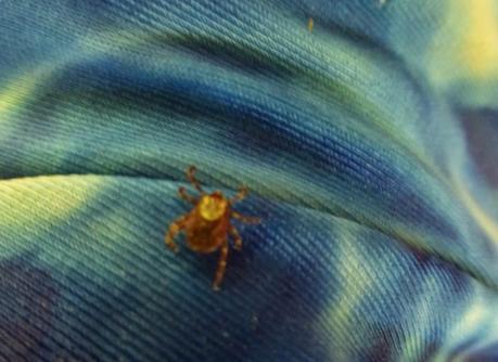 Day 37: A Pleasant Day