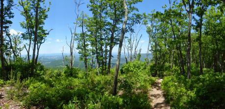 Day 37: A Pleasant Day