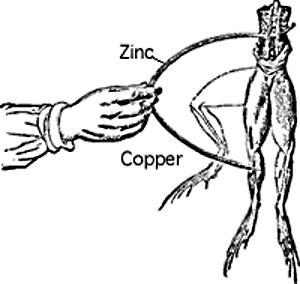 Frog Legs [courtesy Google Images]