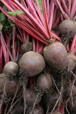 Beetroot that has just been picked from the ground. Yum I love beetroot. Image courtesy of Simon Howden / FreeDigitalPhotos.net