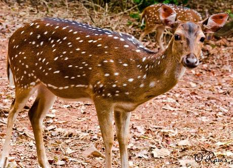 Thenmala Deer Rehabilitation Centre, One of the Prime Attractions of the Place