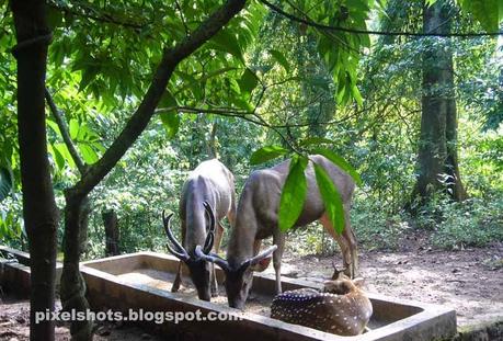 Thenmala Deer Rehabilitation Centre, One of the Prime Attractions of the Place