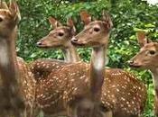 Thenmala Deer Rehabilitation Centre, Prime Attractions Place