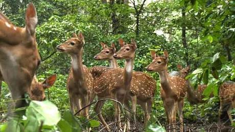 Thenmala Deer Rehabilitation Centre, One of the Prime Attractions of the Place