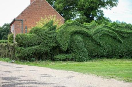 dragon hedge1