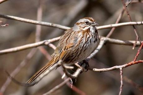 Song Sparrow3-lg