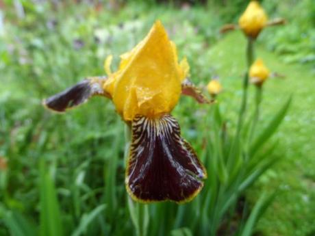 Iris Bumblebee Deelite
