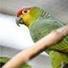 Ecuador amazon parrots, new study