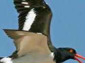 American Oystercatcher Conservation