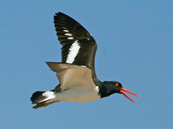 American Oystercatcher Conservation