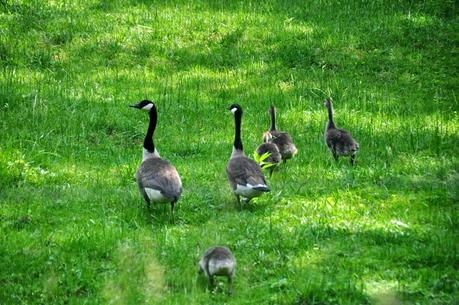 Goose, Goose, Goslings