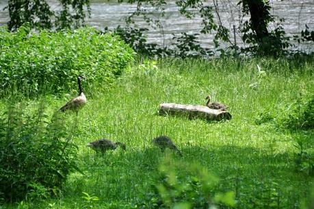 Goose, Goose, Goslings