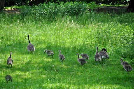 Goose, Goose, Goslings