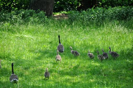 Goose, Goose, Goslings