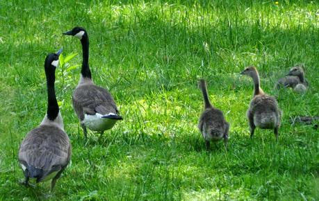 Goose, Goose, Goslings