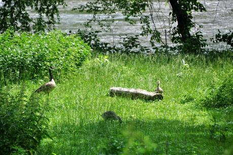 Goose, Goose, Goslings