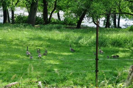 Goose, Goose, Goslings