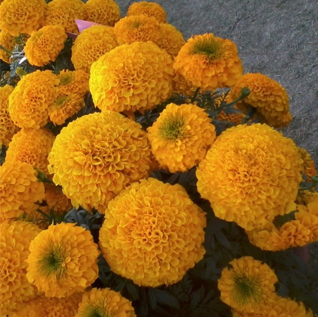 My Week in Instagram Photos! Vol.2