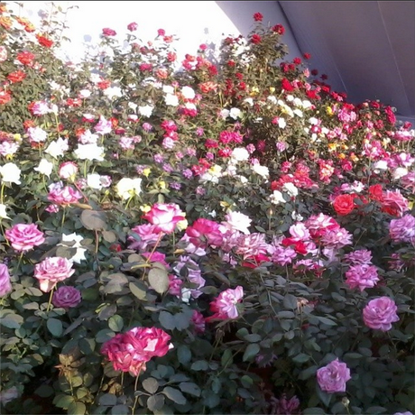 My Week in Instagram Photos! Vol.2