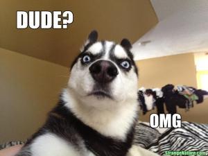 omg-funny-animals-dog-1