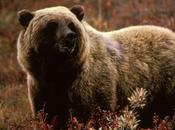 Controversial Bear Hunt Reinstated Ontario