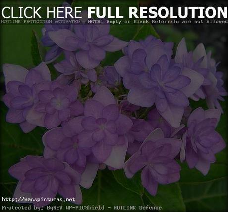 Hydrangea Flower