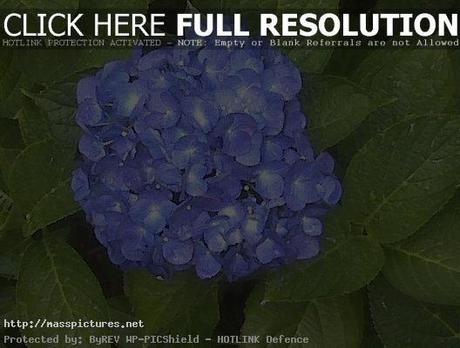 Hydrangea Flower