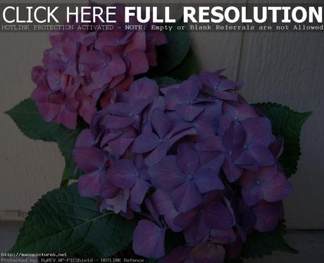 Hydrangea Flower