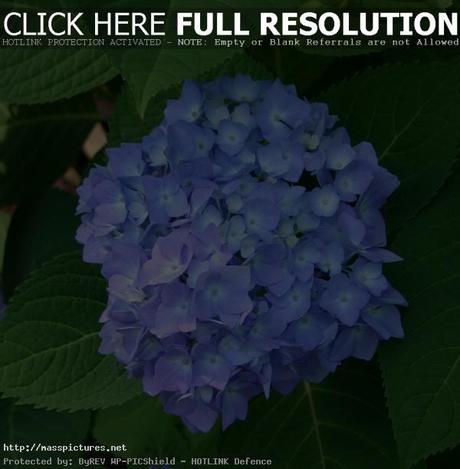 Hydrangea Flower