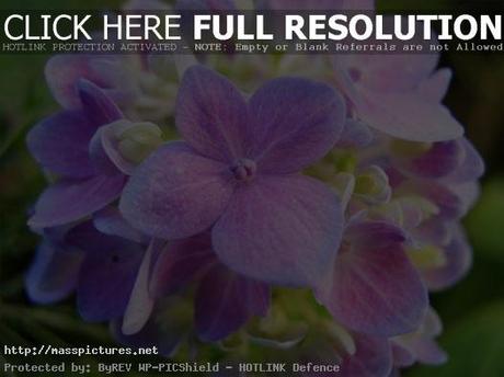 Hydrangea Flower