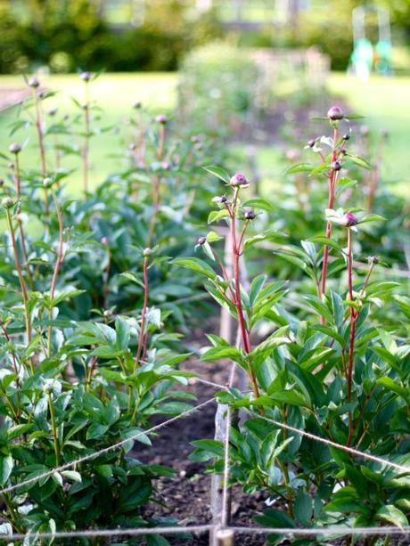 Peony Bed