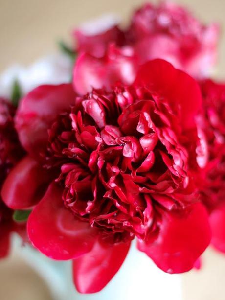 Peony Red Charm