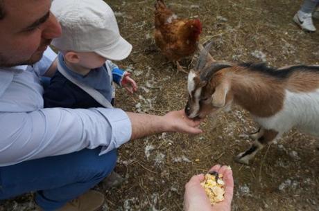 fattoria didattica, fattoria didattiche,#fattoriadidattica,#fattoriedidattiche,teaching farms, teaching farms in italy, where to bring the kids in italy, what to do with kids in Italy, where to go in Modena, what to do in modena, what to do in bologna, what to do in parma, where to go in Bologna, where to go in parma, what to do with kids in Modena, where to go with kids in modena, where to go with children in modena, where to go with kids in bologna, where to go with children in bologna, lunch at an agriturismo,#agriturismo, what is an agriturismo, what is a fattoria didattica, restaurants in italy with kids, visit italy with kids, visit modena with kids, visit parma with kids, agriturismo la falda, visit an agriturismo, animals in italy, visit a farm in italy, the Italian countryside, visit bologna with kids, real mom style, expat mom, #expat,#travel, #expatmom, realmomstyle, #realmomstyle, mom trends, trends for moms, pics in italy, visit a farm in italy, visit a farm in modena, living in italy, life in italy, being a mom in italy