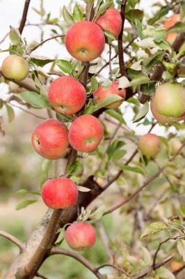 Apples ready to be picked. Image courtesy of marin / FreeDigitalPhotos.net