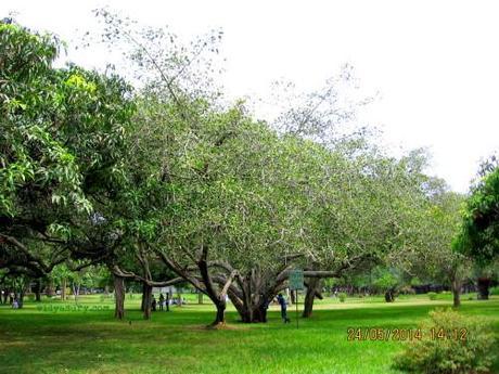 lalbagh trees